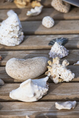 sea shells on wooden background