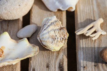 sea shells on wooden background