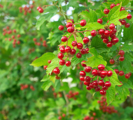 Bunch of red viburnum berries on a branch. Red viburnum vulgaris branch in the garden. Viburnum (viburnum opulus) berries and leaves outdoor in autumn fall 