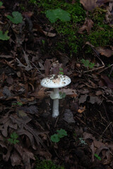 Amanita virosa,commonly known in Europe as the destroying angel, is a deadly poisonous basidiomycete fungus,its principal toxic constituent α-amanitin damages the liver and kidneys, usually fatally.