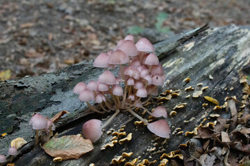 A group of Forest toadstools.Poisonous mushroom. Autumn harvest.Pale toadstools in the forest.The autumn in Italy.