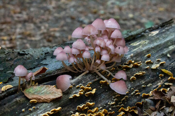 A group of Forest toadstools.Poisonous mushroom. Autumn harvest.Pale toadstools in the forest.The autumn in Italy.
