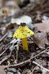 Amanita elongata or Peck's yellow dust amanita is a species of Amanita from Northeastern United States and Canada