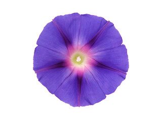 Purple flower of Morning glory isolated on white background, Ipomoea purpurea
