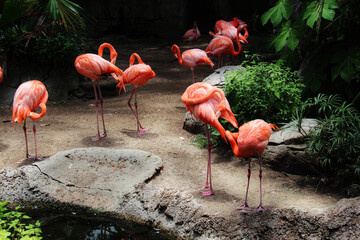 A group of pink flamingos relaxes in their home at the Audubon Zoo in New Orleans, Louisiana.