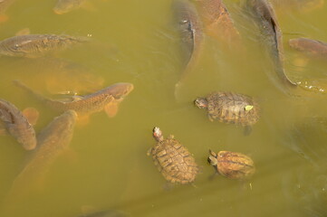 Exploring the beautiful temples and pagodas around Kyoto and Nara on Honshu Island, Japan