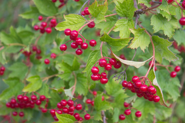 Bunch of red viburnum berries on a branch. Red viburnum vulgaris branch in the garden. Viburnum (viburnum opulus) berries and leaves outdoor in autumn fall 