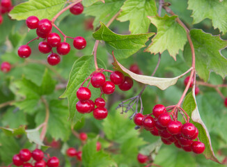 Bunch of red viburnum berries on a branch. Red viburnum vulgaris branch in the garden. Viburnum (viburnum opulus) berries and leaves outdoor in autumn fall 