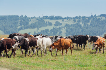 A herd of cows grazing in the meadow