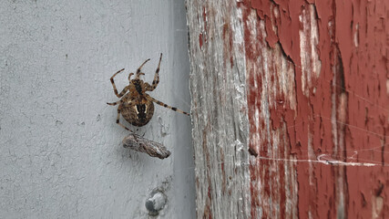 Mother Spider Catching Prey