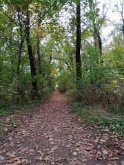 path in the forest