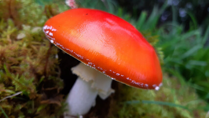 Red Poisonous Mushroom