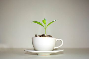 A tree growing on a pile of coins in a white coffee cup financial growth idea white coffee cup.
