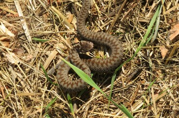 European steppe viper on the grass, closeup