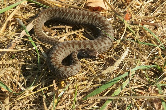 Brown steppe viper snake on natural grass background at fall