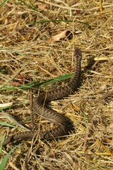 Steppe viper on the grass, closeup