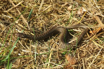 Steppe viper on the grass in european village