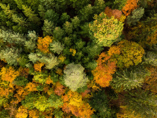 Aerial view of autumn forest. Fall landscape with red, yellow and green foliage as seen from above.
