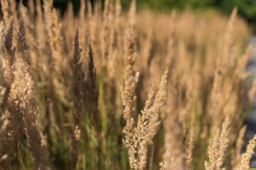 Dry and wild spikelet of outdoor grass