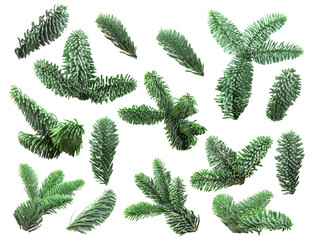 Set fir tree branch isolated on white