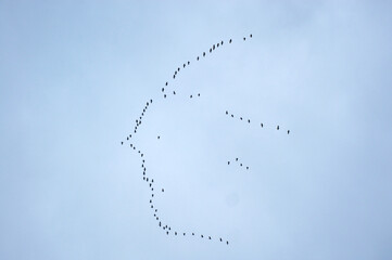 Kraniche Grus Grus Zugvögel am Himmel nach Süden
