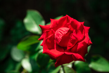 Red rose on black background wallpaper