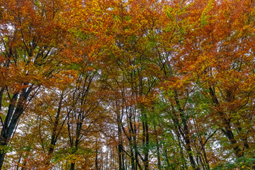 Colourful autumn mountain Transfăgărășan forest in Romania