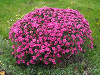 Farbenfrohe Astern kündigen die Herbstzeit an