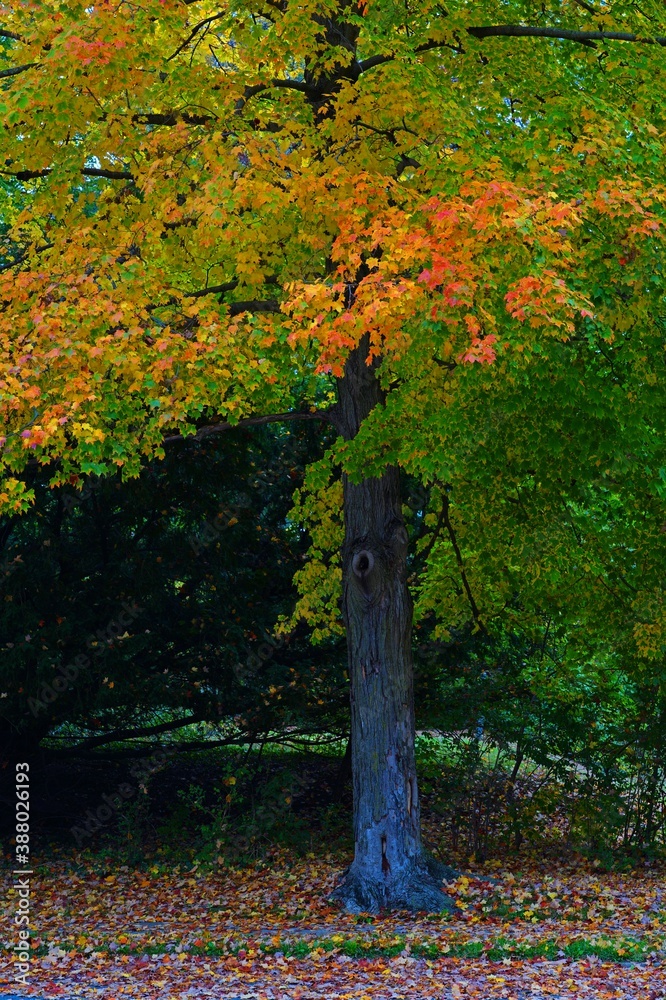 Wall mural Grass covered with colorful red, orange and yellow maple leaves in autumn