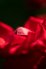 Red rose closeup on black background wallpaper.