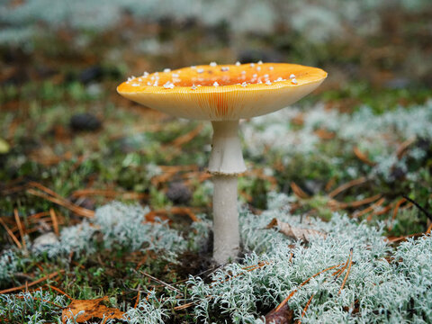 Amanita muscaria a.k.a. Fly Agaric. The mushroom grows in the forest.