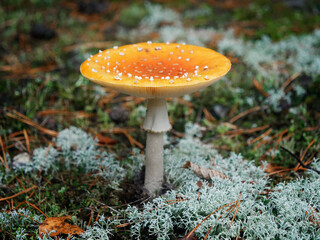 Amanita muscaria a.k.a. Fly Agaric. The mushroom grows in the forest.