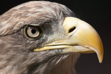 portrait of an eagle