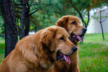 Obraz premium Dogs Golden Retriever