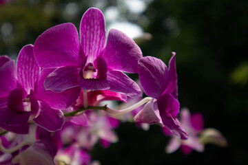 close up of a pink flower