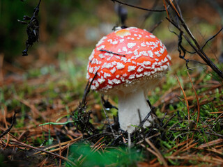 Amanita muscaria a.k.a. Fly Agaric. The mushroom grows in the forest.