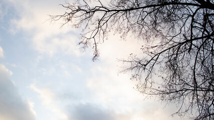 brunch of tree silhouette, sunset sky background.