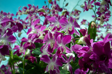 flowers in the garden