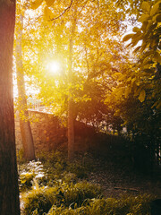 Sunrays passing through trees. Autumn, summer, spring landspace concept