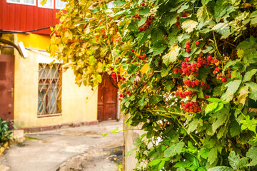  red blackberries on the wall of the house
