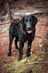 portrait of a handsome flat coated retriever