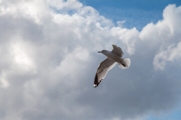Bird flying in sky