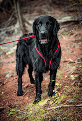 portrait of a handsome flat coated retriever