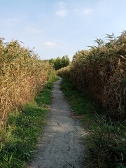 path in the countryside