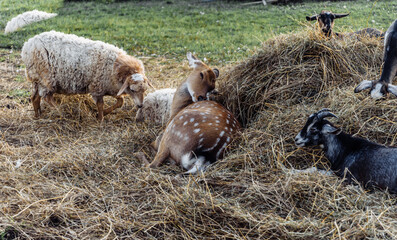 spotted deer goats goatling sheep on the farm lie in the hayloft