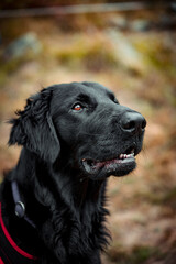 portrait of a handsome flat coated retriever