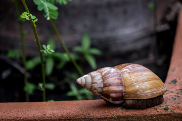 The snail is crawling on the clay pot in the park.