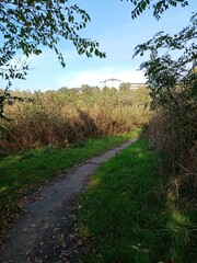 path in the forest