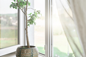 sunlight through open window with white frame and with houseplant on sill lighting in room in early morning