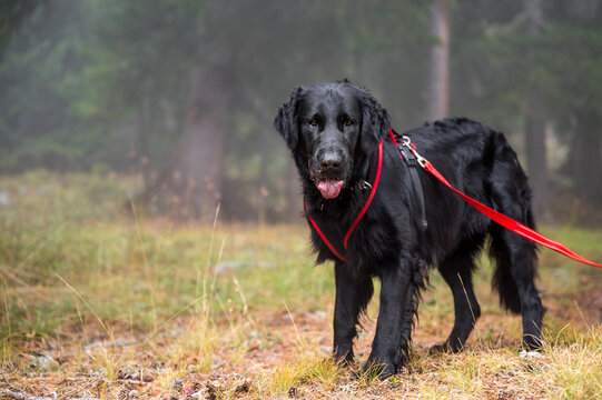 handsome flat coated retriever in the misty forest